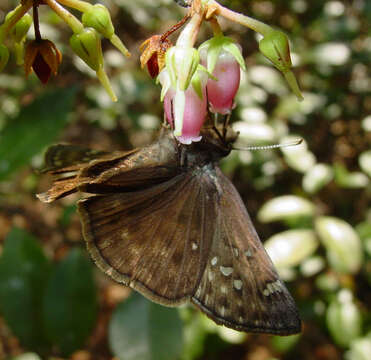 Image of Juvenal's Duskywing