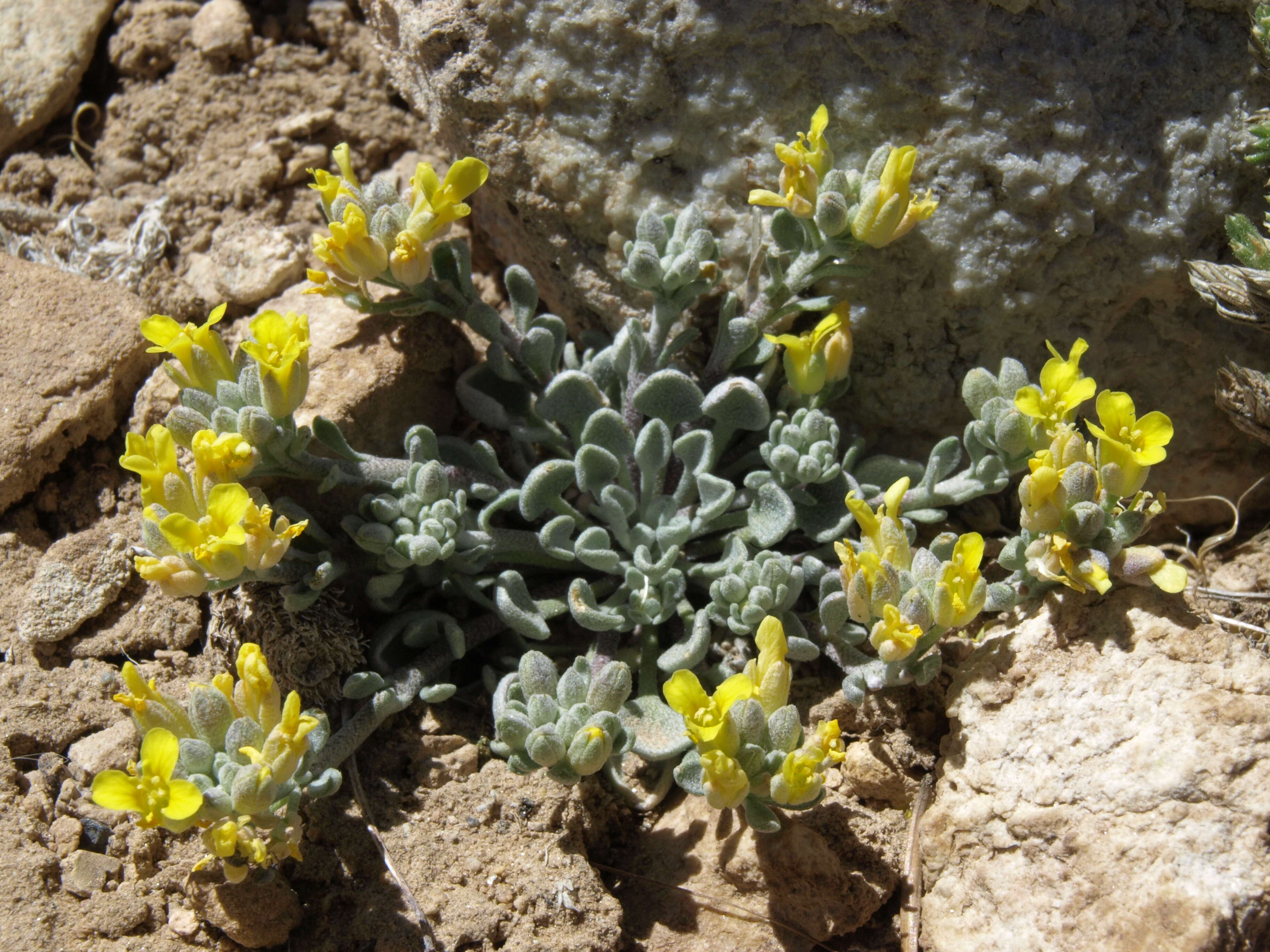 Physaria kingii subsp. kingii的圖片