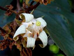 Image of Luehea grandiflora C. Mart.