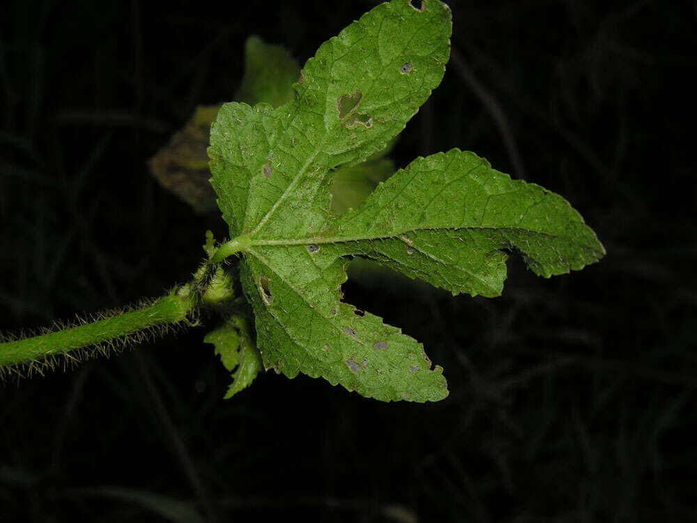 Image of leafbract