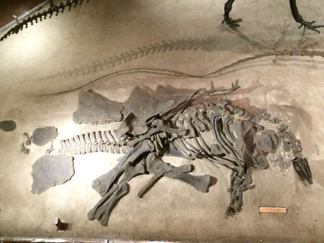 Image of Ornithischia