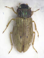 صورة Helophorus (Helophorus) aequalis Thomson & C. G. 1868