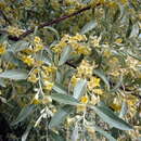 صورة <i>Eleagnus angustifolia</i> L.
