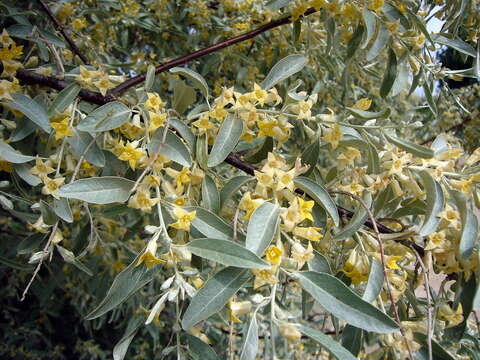<i>Eleagnus angustifolia</i> L.的图像