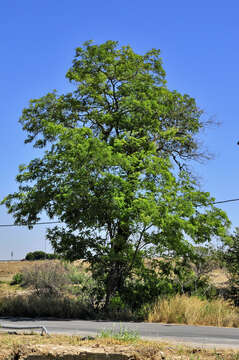 Image of black locust