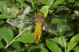 Image of Broad-bodied chaser