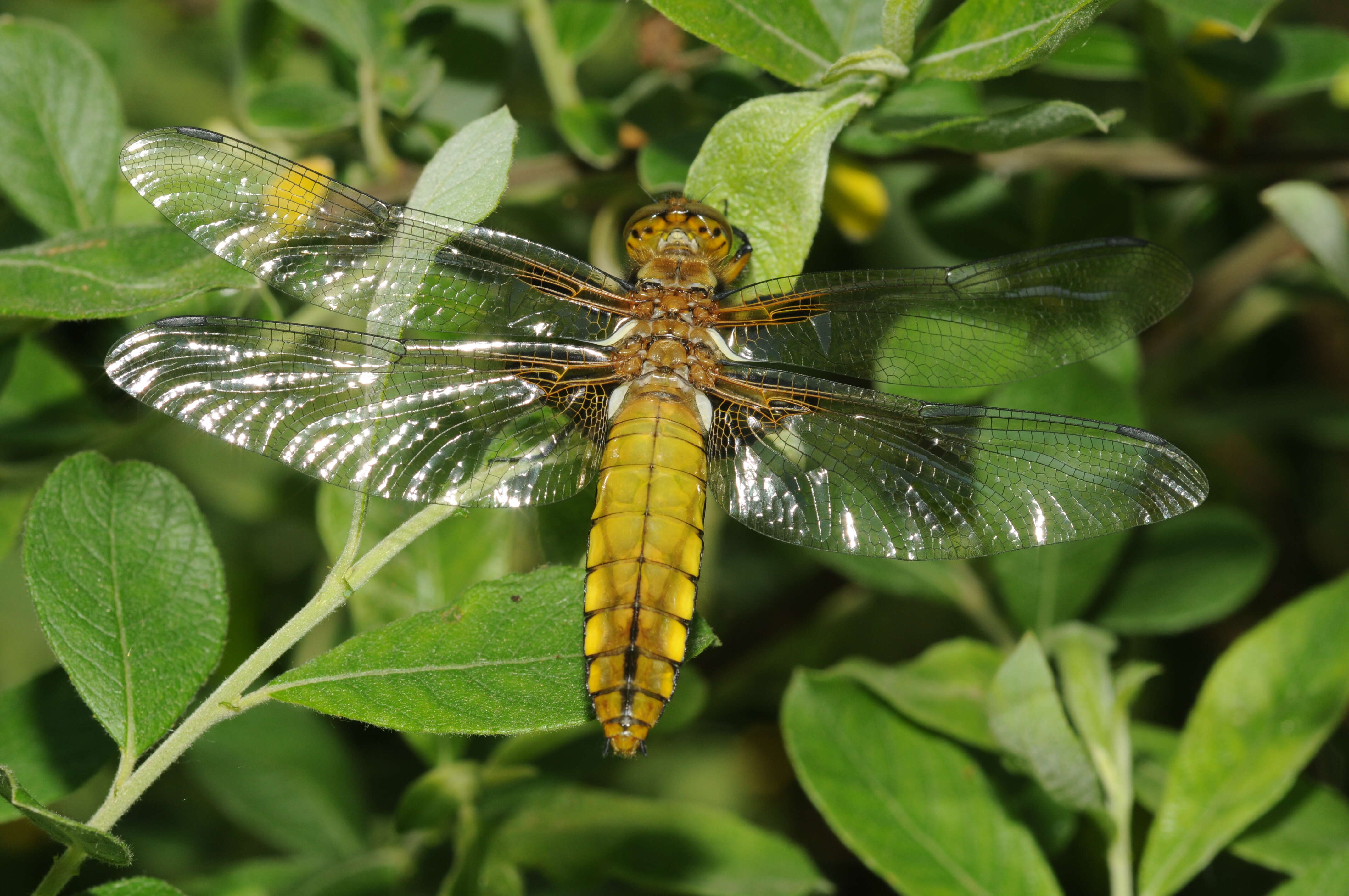 Image of Broad-bodied chaser