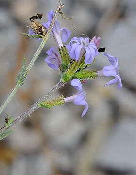 Image of Plumbago europaea L.