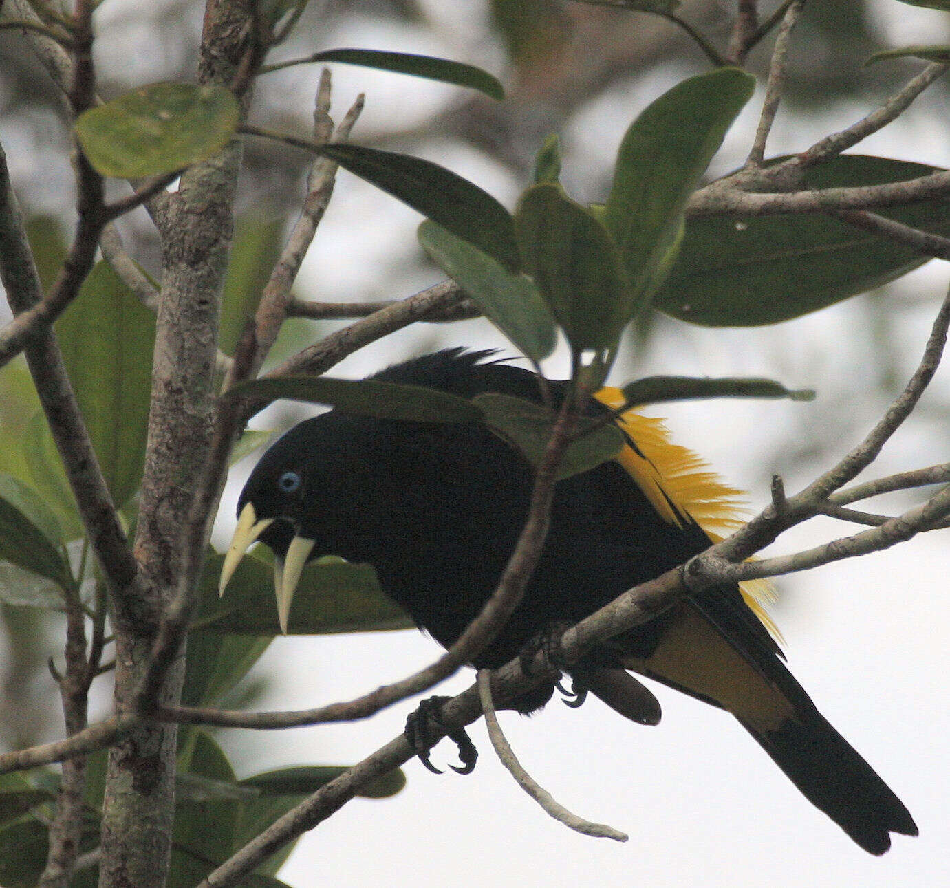 Image de Cassique cul-jaune