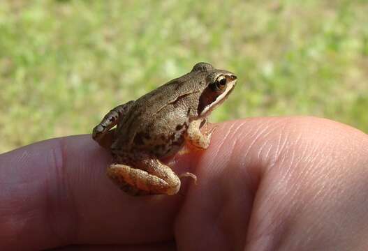 Rana Linnaeus 1758 resmi