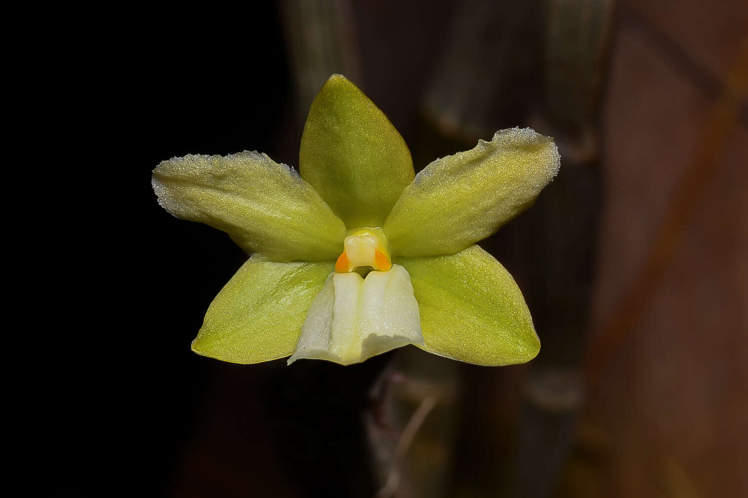 Imagem de Dendrobium derryi Ridl.