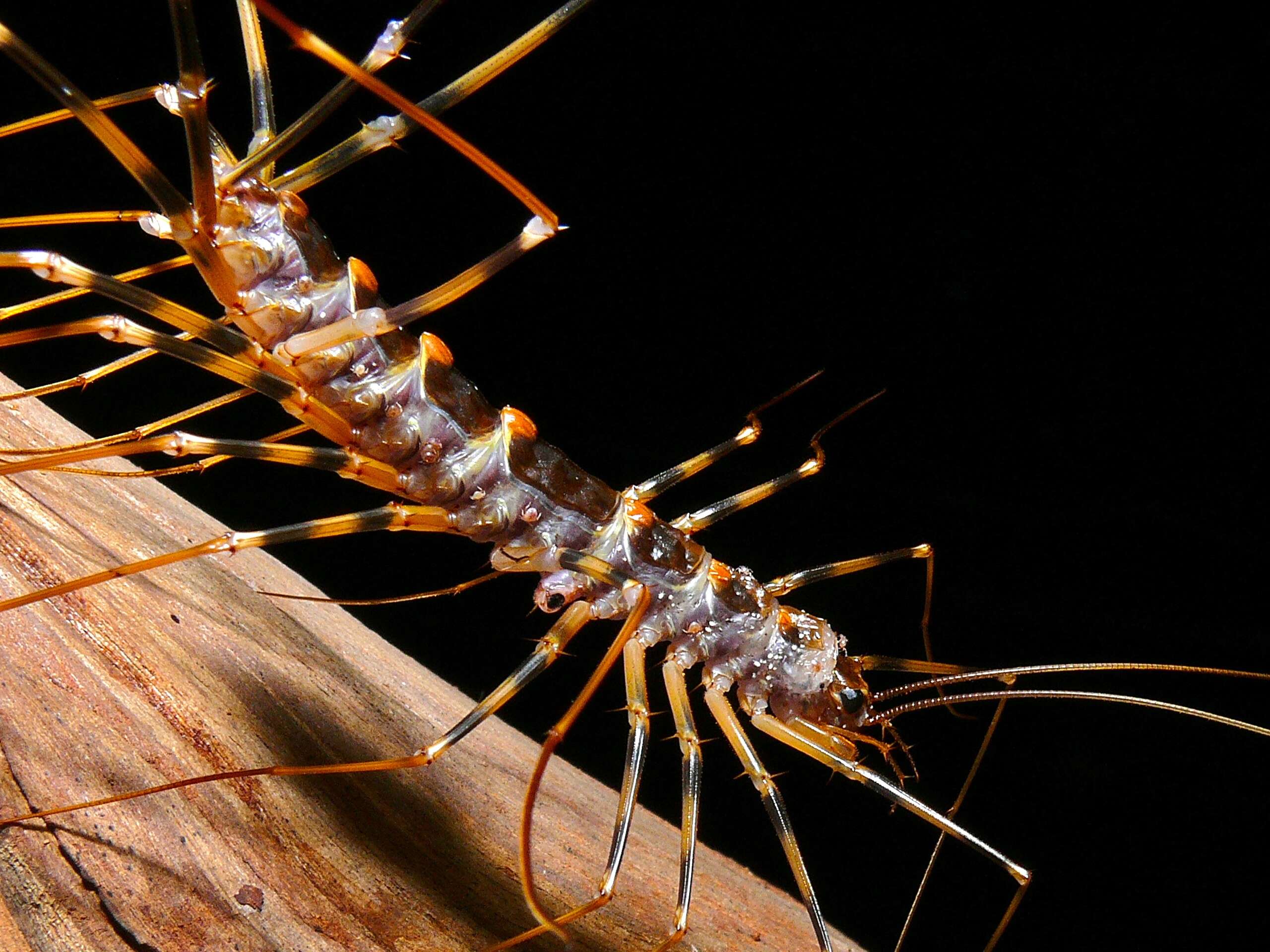 Thereuopoda longicornis (Fabricius 1793) resmi