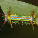 Image of Wattle Cup Moth
