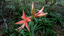 Слика од Hippeastrum stylosum Herb.