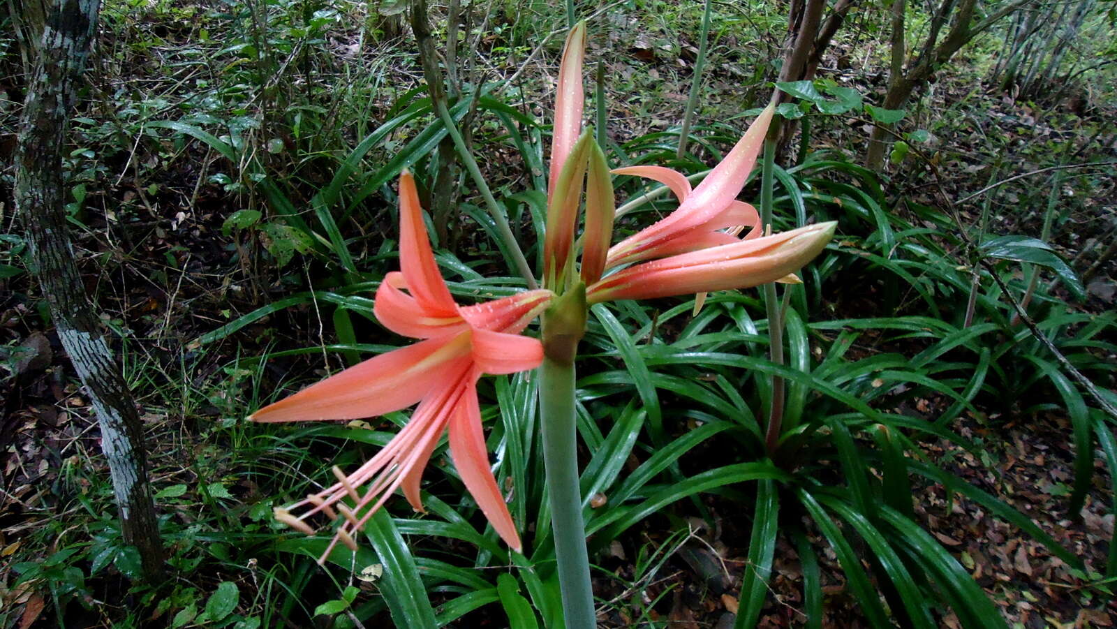 Слика од Hippeastrum stylosum Herb.