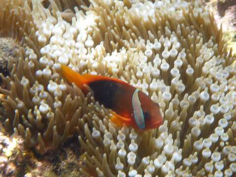 Image of Cinnamon clownfish