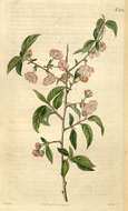 Image de Prunus glandulosa C. P. Thunb. ex A. Murray