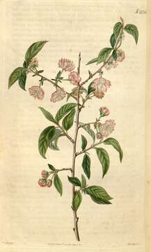 Image of flowering almond