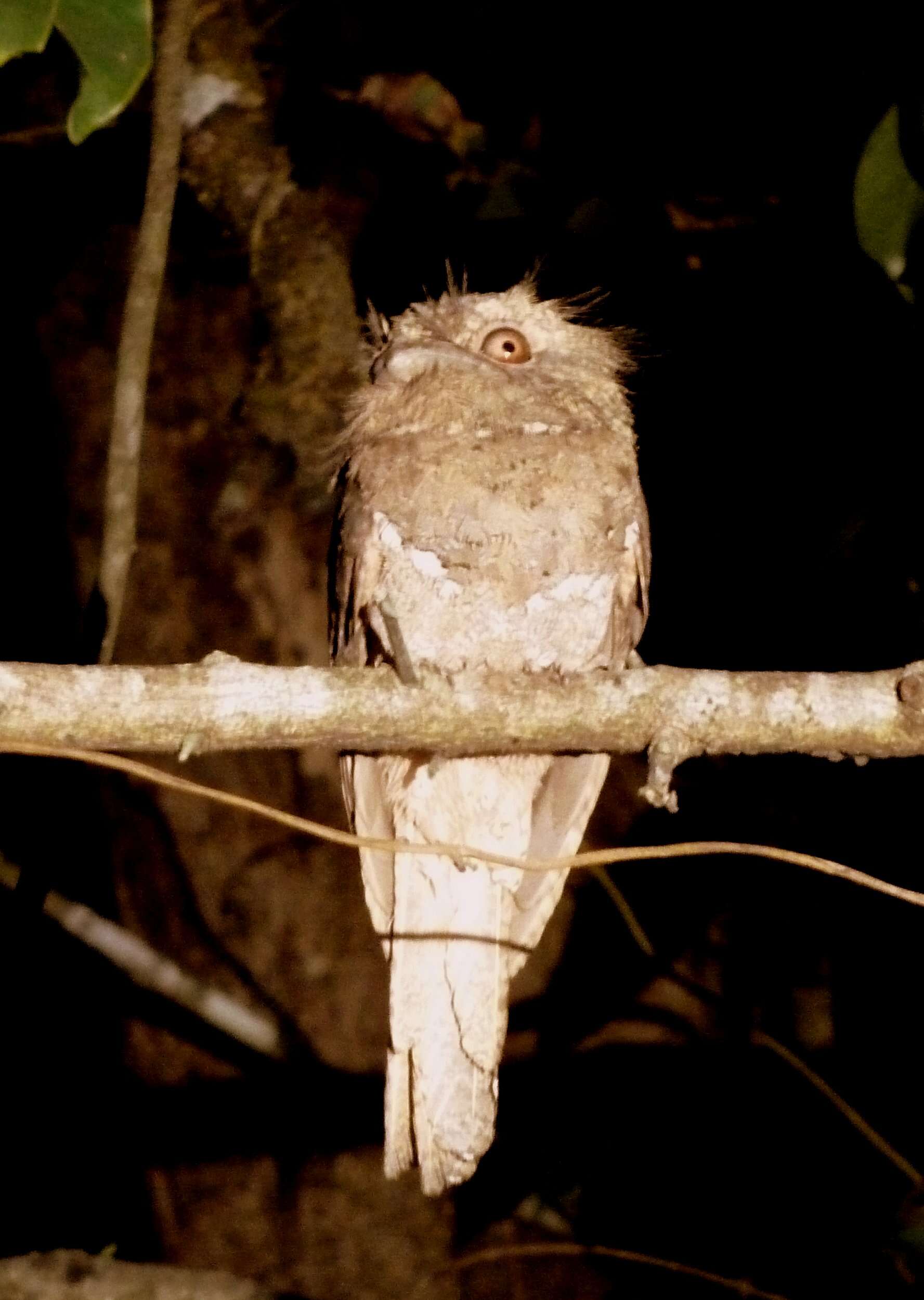 Image of Ceylon Frogmouth