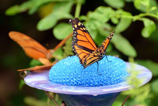 Image of Monarch Butterfly