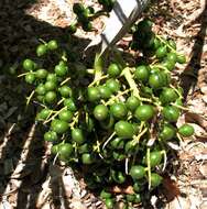 Pritchardia napaliensis H. St. John的圖片