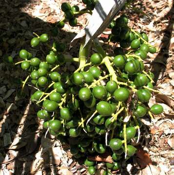 Imagem de Pritchardia napaliensis H. St. John