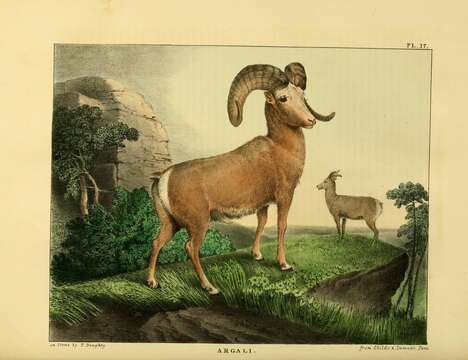 Image of bighorn sheep