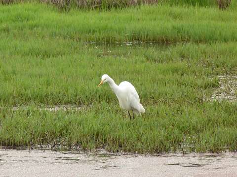 Image of Intermediate Egret