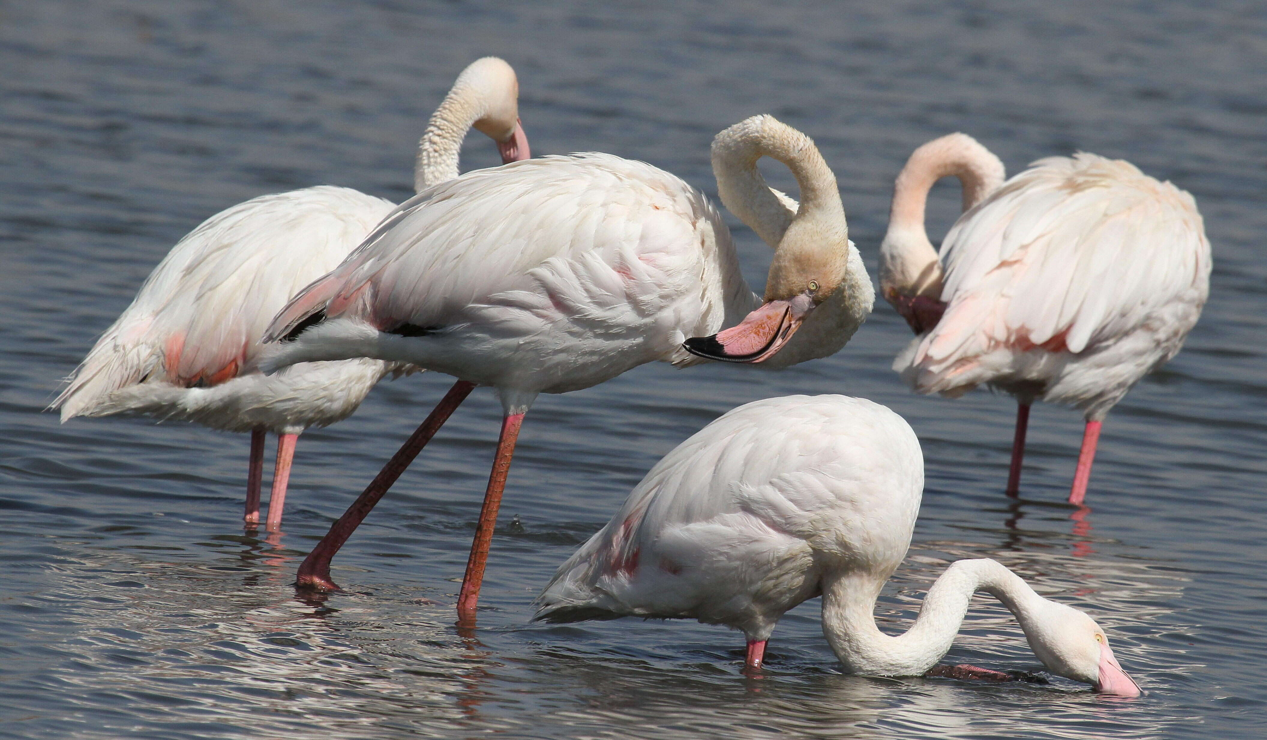 Imagem de Phoenicopterus Linnaeus 1758