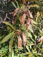 Image of Telopea truncata (Labill.) R. Br.