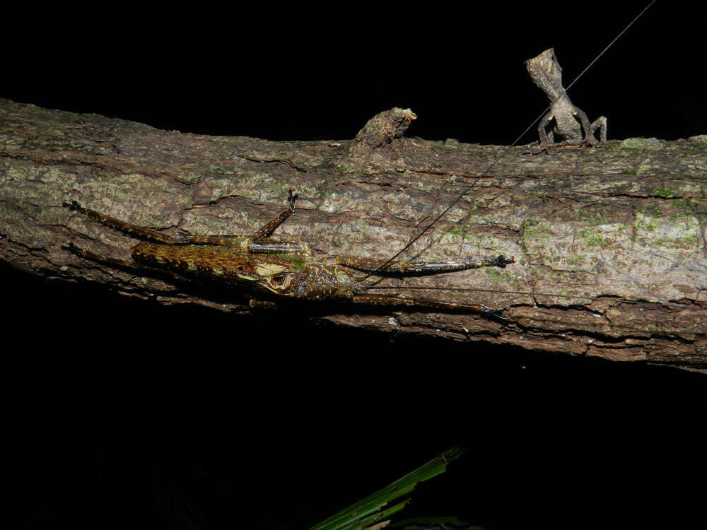 Image of helmet lizards