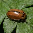 Image of larch ladybird