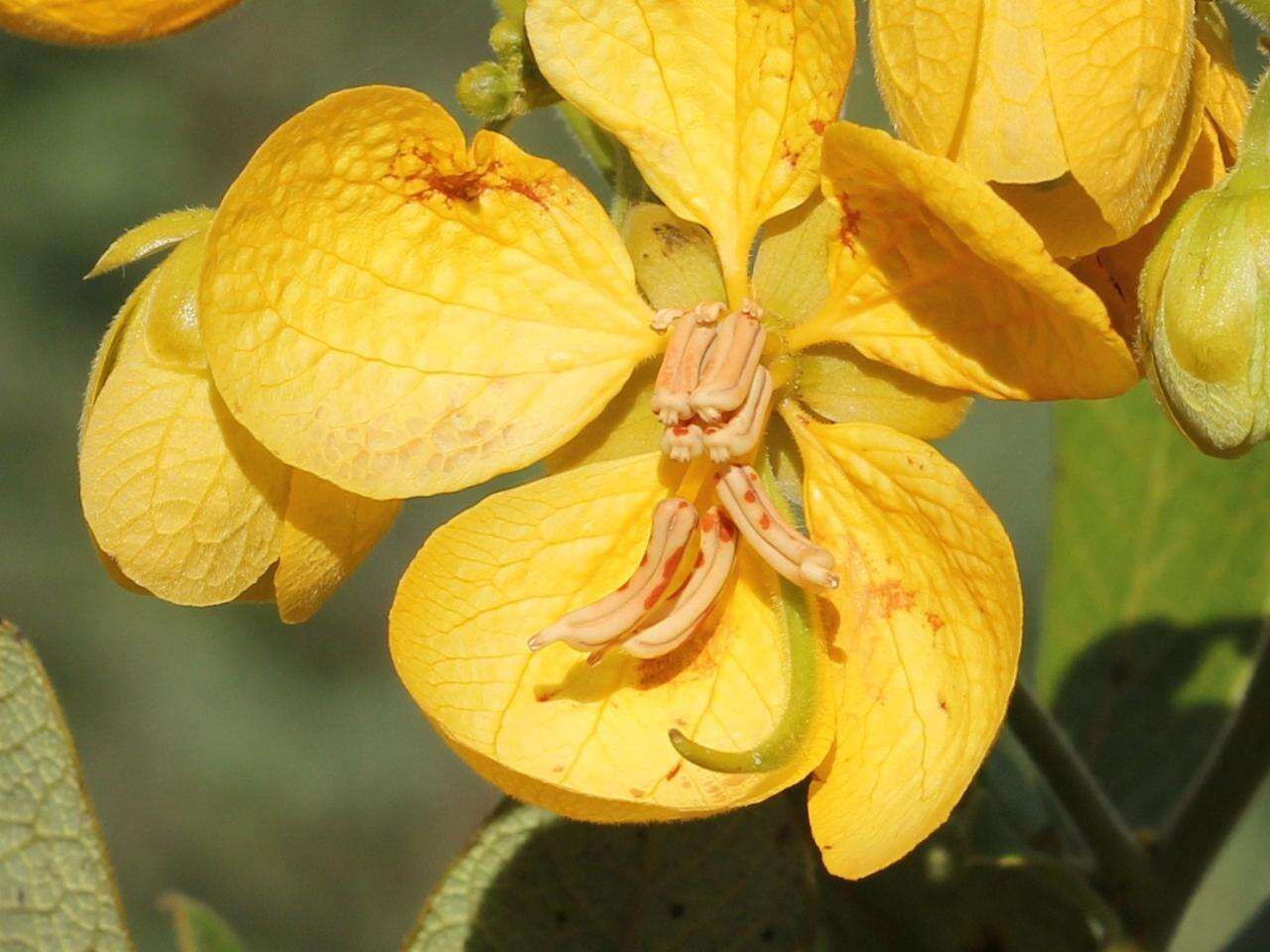 Image of Senna rugosa (G. Don) H. S. Irwin & Barneby