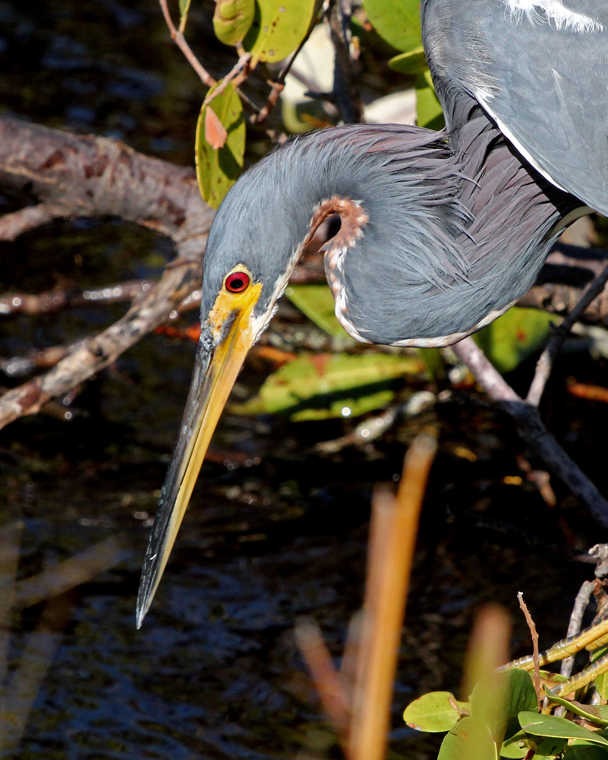 Image of Egretta Forster & T 1817