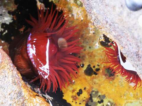 Image de Actinia tenebrosa Farquhar 1898