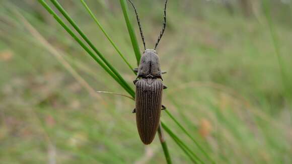 Image of click beetles