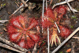 Image of spoonleaf sundew