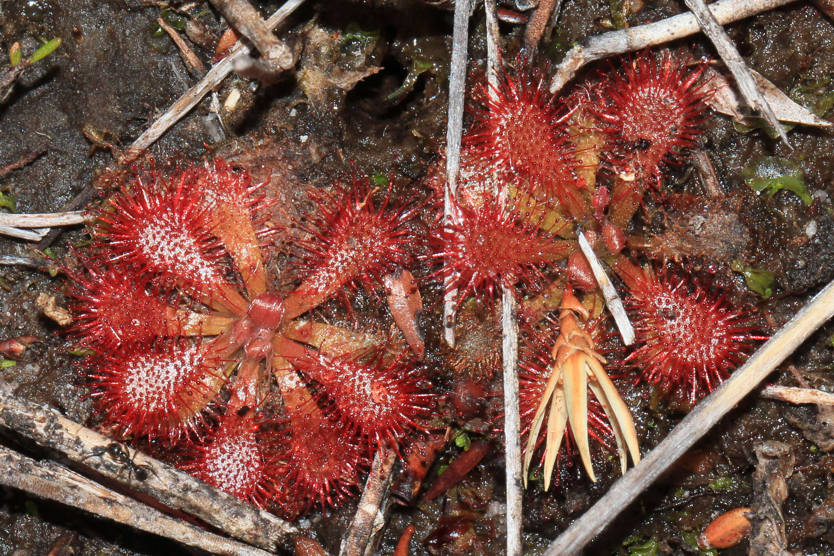 Image of spoonleaf sundew