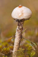 Image of Tulostoma