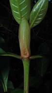 Image of Psychotria mapourioides DC.