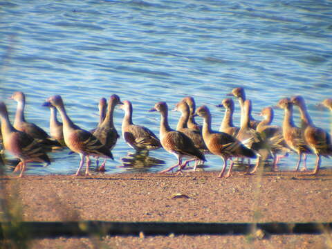 Image de Dendrocygne d'Eyton