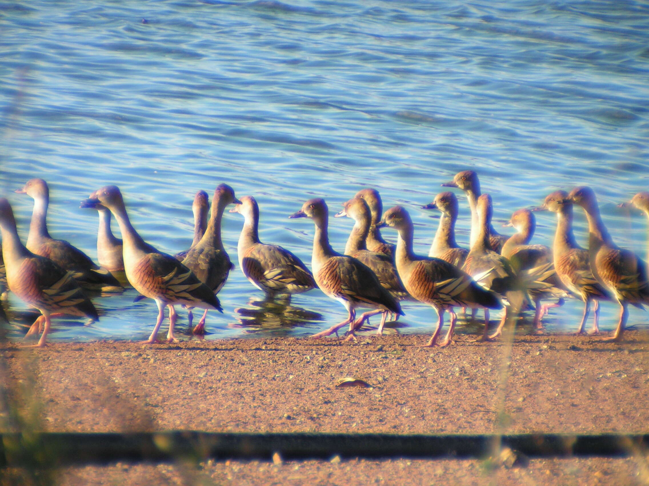 Image de Dendrocygne d'Eyton