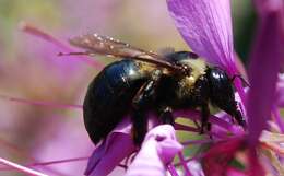 Image of carpenter bee