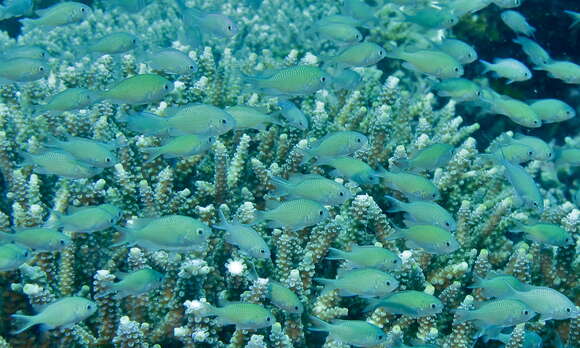 Image of Chromis Fishes