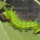 Image of Indian Luna Moth