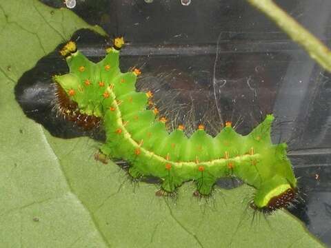 Image of Indian Luna Moth