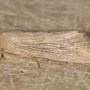 Image of obscure wainscot