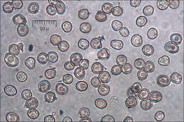 Image of Tulostoma fimbriatum Fr. 1829