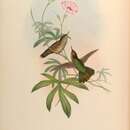 Sivun pystynokkakolibri kuva