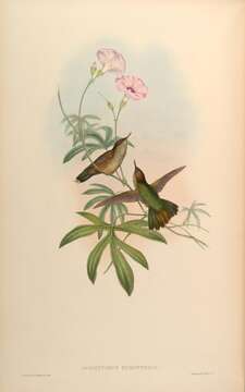 Image of Opisthoprora Cabanis & Heine 1860